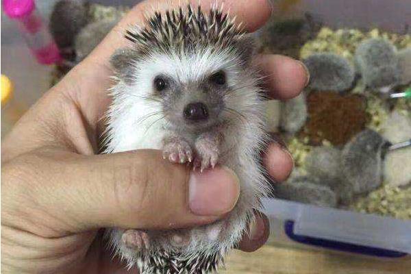 非洲迷你刺猬市场价格多少钱一只 非洲迷你刺猬能长多大(寿命多长)