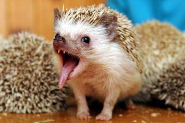 非洲迷你刺猬市场价格多少钱一只 非洲迷你刺猬能长多大(寿命多长)