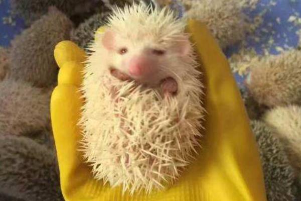 非洲迷你刺猬市场价格多少钱一只 非洲迷你刺猬能长多大(寿命多长)
