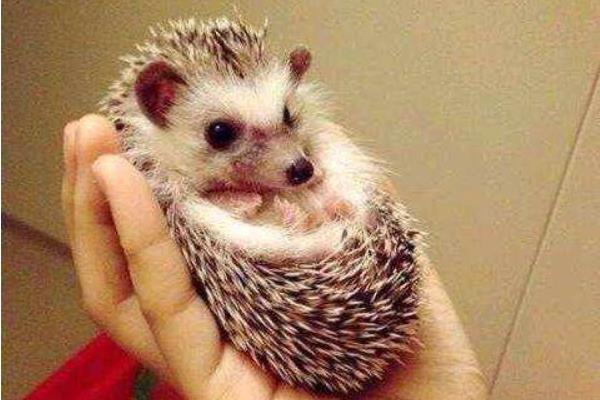 非洲迷你刺猬市场价格多少钱一只 非洲迷你刺猬能长多大(寿命多长)