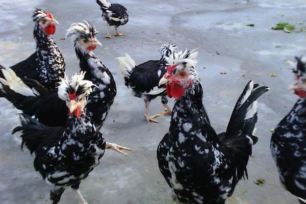 贵妃鸡科学养殖技术 贵妃鸡能长多大(多少斤)