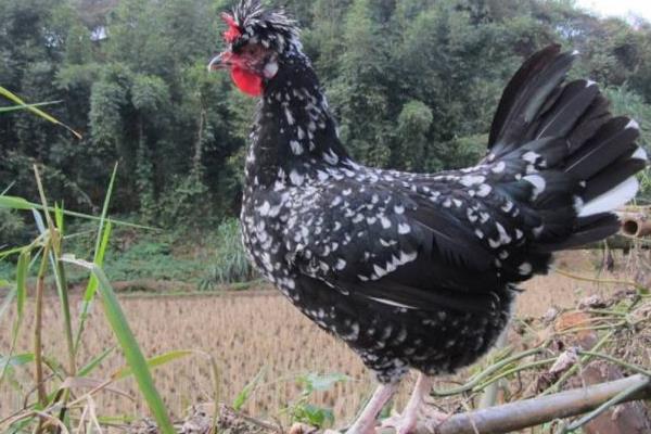 贵妃鸡科学养殖技术 贵妃鸡能长多大(多少斤)