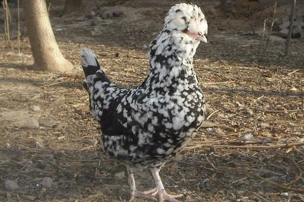 贵妃鸡科学养殖技术 贵妃鸡能长多大(多少斤)