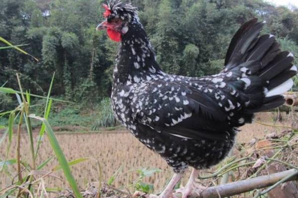 贵妃鸡科学养殖技术 贵妃鸡能长多大(多少斤)