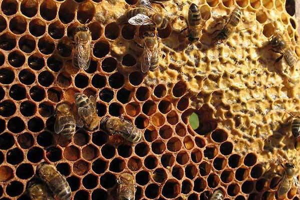 蜂巢泡酒的功效与及作用禁忌 蜂巢泡酒的做法