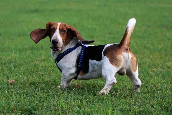 巴吉度犬吃什么 巴吉度犬怎么训练