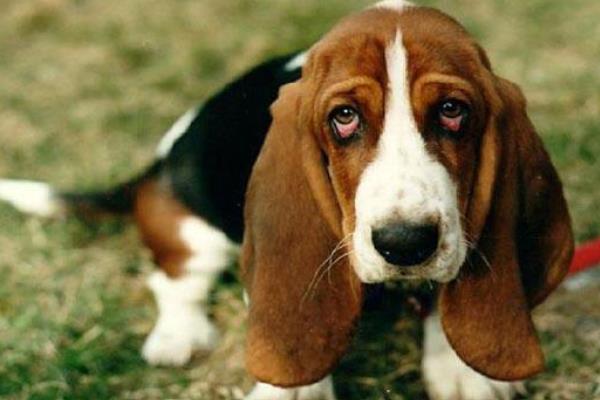 巴吉度犬吃什么 巴吉度犬怎么训练