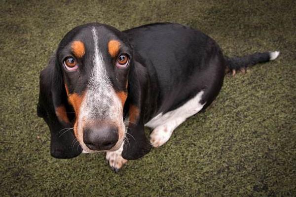 巴吉度犬吃什么 巴吉度犬怎么训练