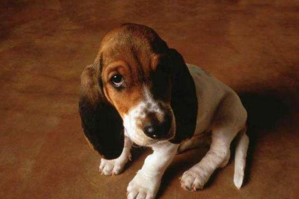 巴吉度犬吃什么 巴吉度犬怎么训练