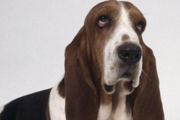 巴吉度犬吃什么 巴吉度犬怎么训练