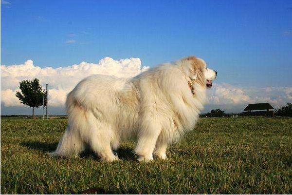 大白熊犬好养吗 大白熊犬有什么缺点 大白熊犬咬人吗