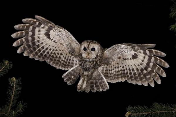 猫头鹰飞进家里招财吗 猫头鹰不吉利是真的吗