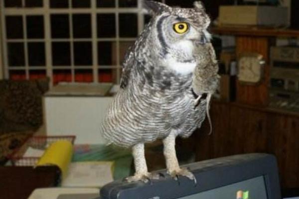 猫头鹰飞进家里招财吗 猫头鹰不吉利是真的吗