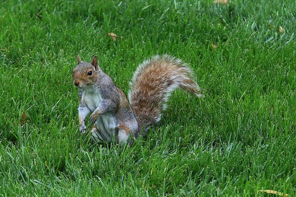 松鼠寿命有多长 松鼠住在什么地方