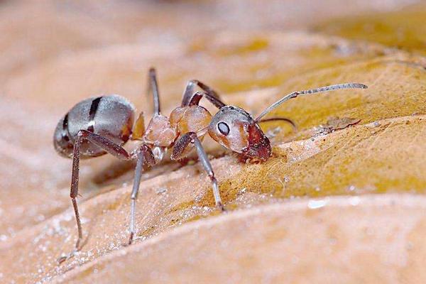 蚂蚁最怕什么 蚂蚁药哪种好 蚂蚁多怎么彻底清除