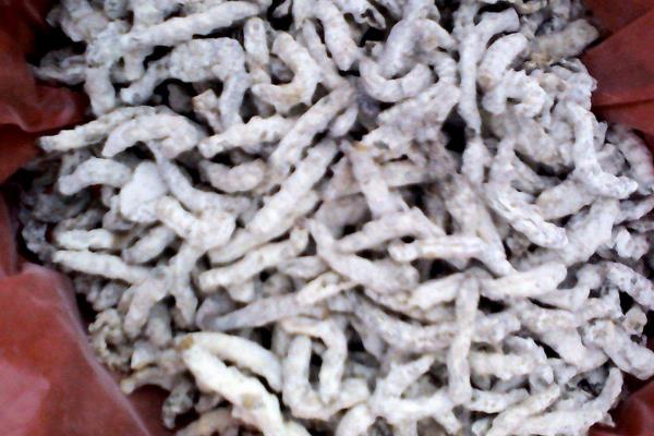 僵蚕的功效与作用及禁忌 僵蚕是什么东西