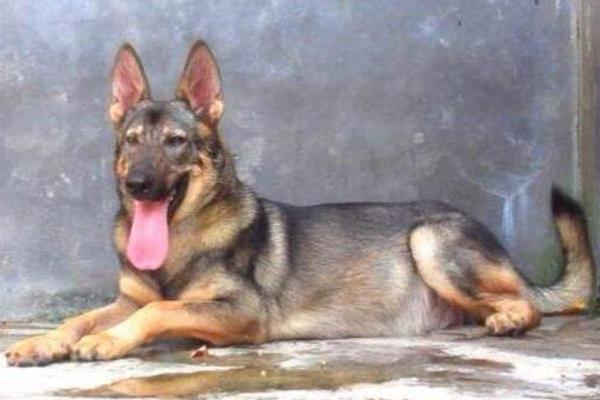 昆明犬和德牧哪个好 昆明犬怎么训练