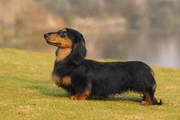 腊肠犬吃什么狗粮 腊肠犬掉毛吗