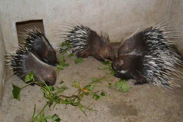 豪猪好养吗 豪猪养殖技术