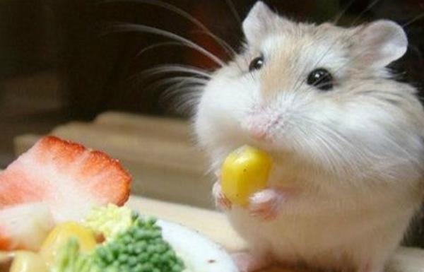仓鼠吃什么水果 仓鼠吃生米还是熟米