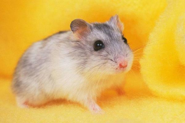 仓鼠吃什么水果 仓鼠吃生米还是熟米