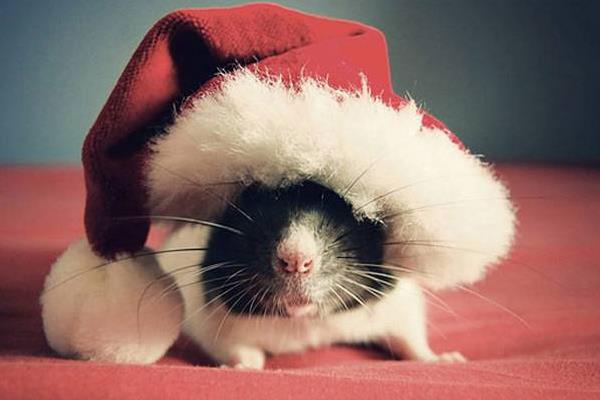 仓鼠吃什么水果 仓鼠吃生米还是熟米