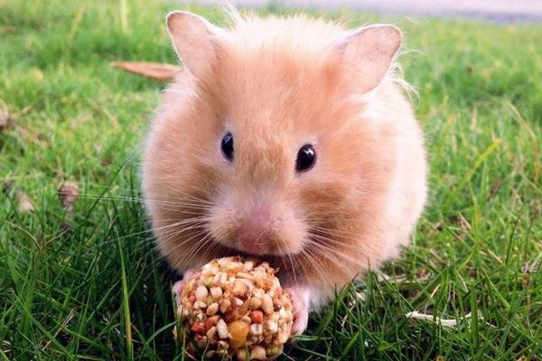 仓鼠吃什么水果 仓鼠吃生米还是熟米