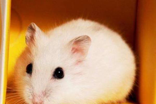 仓鼠吃什么水果 仓鼠吃生米还是熟米