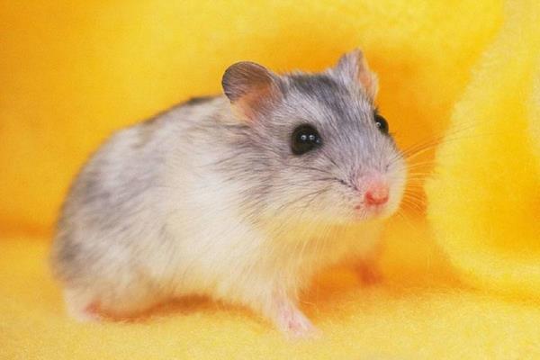 仓鼠可以用水洗澡吗 仓鼠可以晒太阳吗