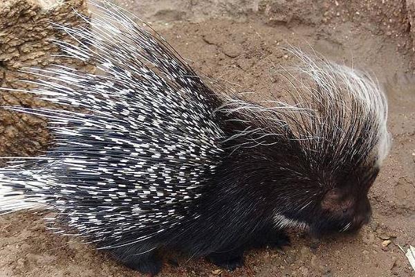 豪猪刺的功效与作用及禁忌 豪猪刺的药用价值