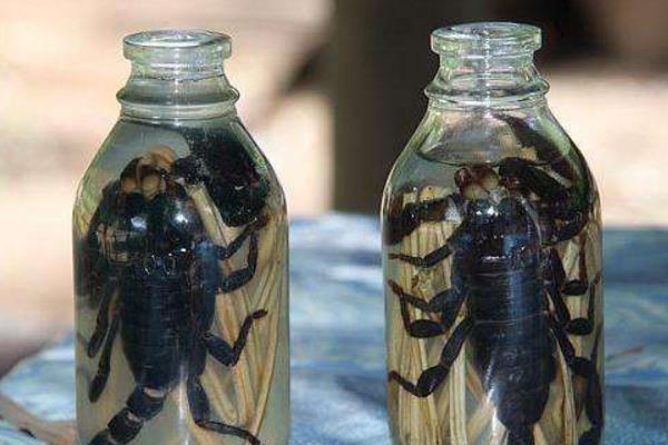 蝎子酒的功效与作用及禁忌 蝎子酒的制作方法