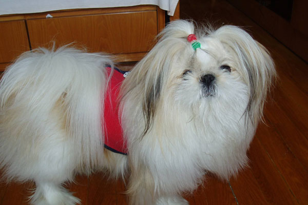 西施犬好养吗 西施掉毛的原因及怎么护理