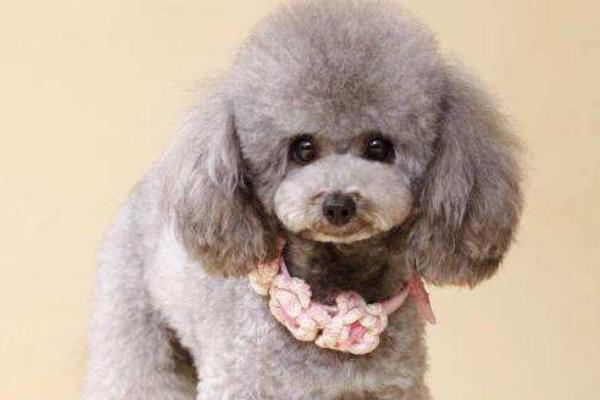 黑泰迪和棕泰迪哪个贵 灰泰迪为什么贵