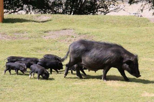 藏香猪养殖前景 为什么藏香猪有价无市