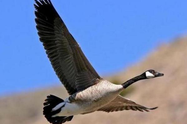 大雁是保护动物吗 吃大雁犯法吗