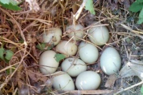 野鸭蛋怎么吃 野鸭蛋孕妇、小孩能吃吗