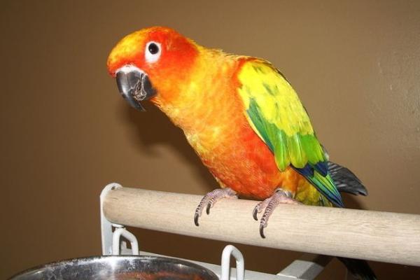 牡丹鹦鹉怎么分公母(图解) 牡丹鹦鹉有哪些种类