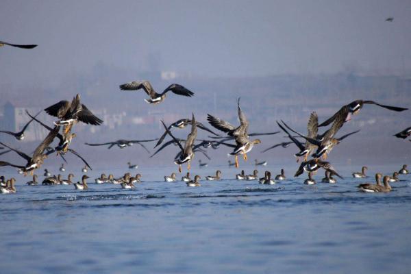 描写大雁的诗句有哪些 春天大雁往哪里飞