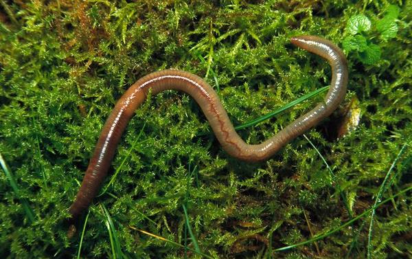 为什么蚯蚓钓不到大鱼 蚯蚓沾什么钓鱼效果好