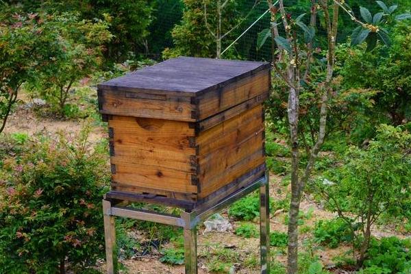 新型蜂箱市场价格多少钱一个 蜂箱用什么吸引蜜蜂