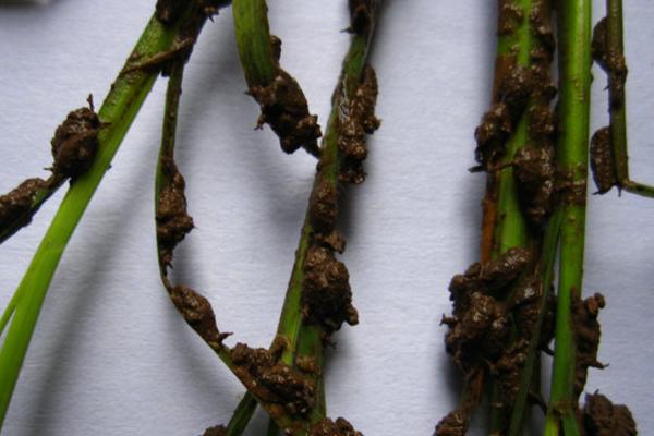 水稻负泥虫用什么药 水稻负泥虫防治方法