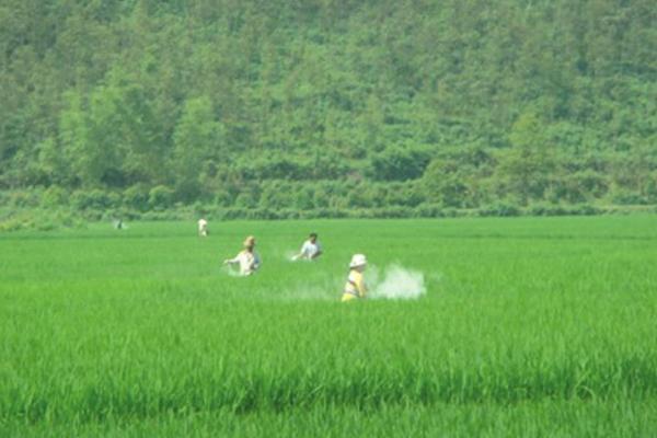 水稻负泥虫用什么药 水稻负泥虫防治方法