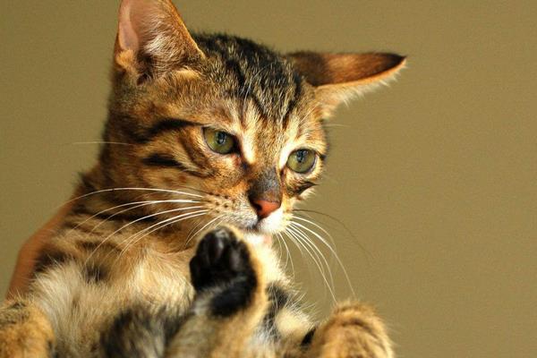 狸花猫和虎斑猫的区别是什么 狸花猫和美短的区别是什么