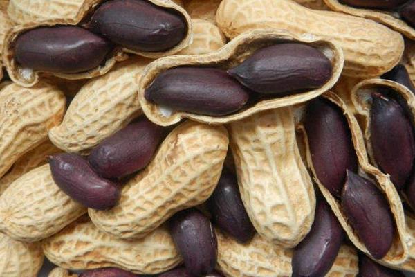 黑花生功效与作用及禁忌 黑花生营养价值