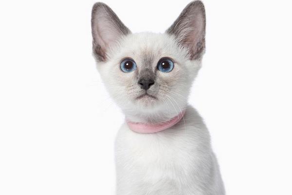 猫为什么招财 猫为什么要做绝育