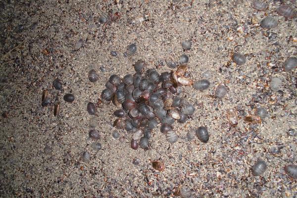 土元怎么养 土元养殖技术