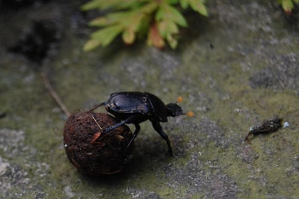 屎壳郎为什么要推粪球 屎壳郎会飞吗