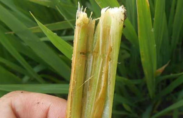 水稻三化螟防治时间是什么时候 水稻二化螟和三化螟的区别是什么