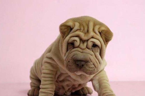 沙皮狗市场价格多少钱一只 沙皮狗好养吗