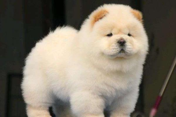 为什么松狮很少人养 松狮为什么不适合家养